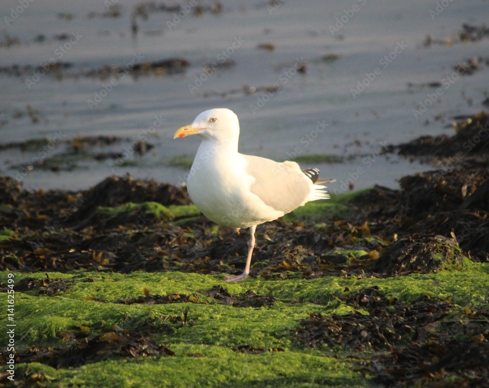 Obraz premium Who're you calling common?