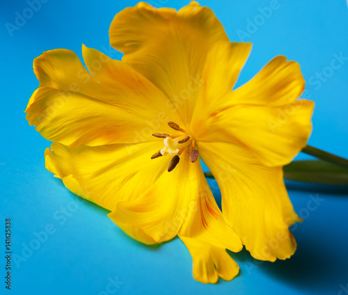 Fototapeta Naklejka Na Ścianę i Meble -  yellow tulips close up