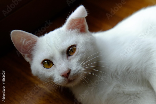 gatto bianco © enrico scarsi