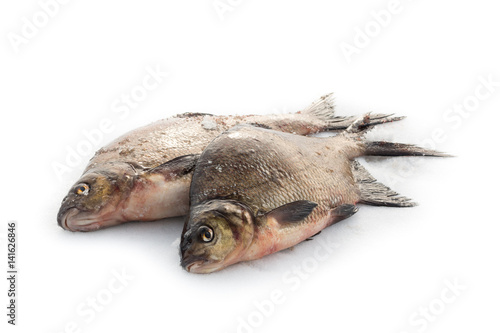 Two freshwater bream on snow photo