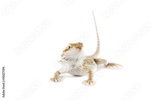 Pogona vitticeps