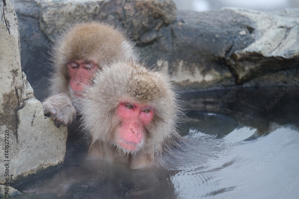 Fototapeta premium 温泉とお猿