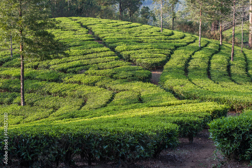 Tea plantation, Devikolam, Munnar