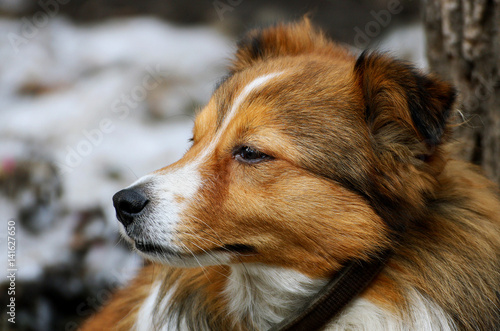 Fototapeta Naklejka Na Ścianę i Meble -  Portrait of a dog.