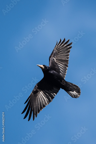 Rook  Corvus frugilegus