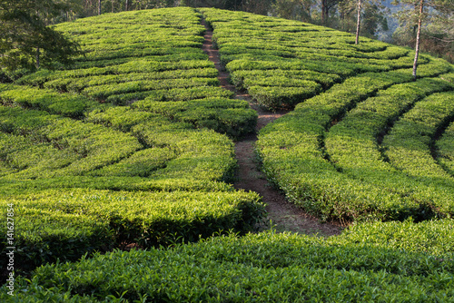 Tea plantation, Devikolam, Munnar