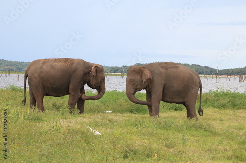 Kaudulla Elephants 1
