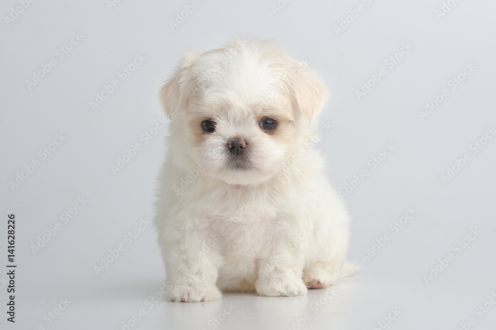 Portrait of maltese puppy on gray Portrait of maltese puppy on gray