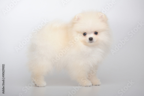 Portrait of cream standing german spitz puppy on gray
