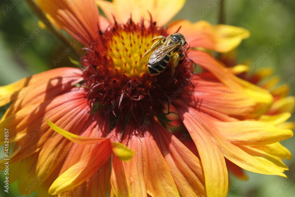 wasp on a flower wasp on a flower