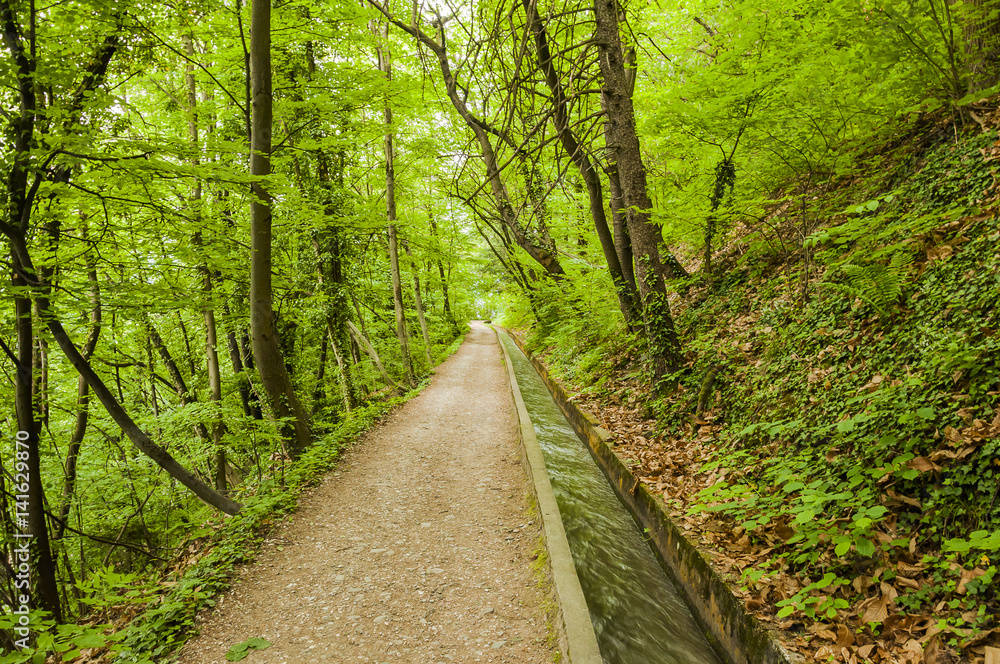 Marling, Marlinger Waalweg, Waalweg, Wanderweg, Spazierweg, Wald, Waldweg, Frühling, Vinschgau, Südtirol, Italien Marling, Marlinger Waalweg, Waalweg, Wanderweg, Spazierweg, Wald, Waldweg, Frühling, Vinschgau, Südtirol, Italien