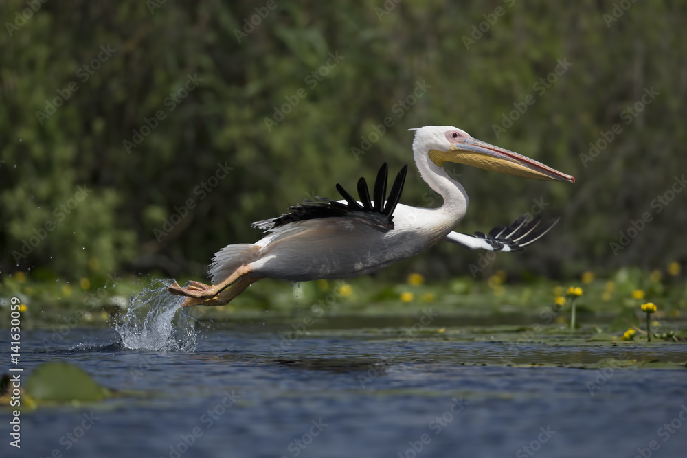 Fototapeta premium great white pelican taking off