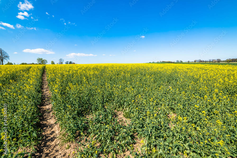 Yellow rapeseed field with pathway, blue sky on the horizon