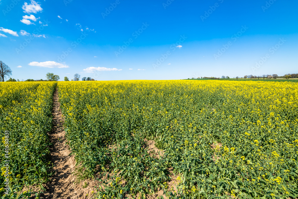 Yellow rapeseed field with pathway, blue sky on the horizon Yellow rapeseed field with pathway, blue sky on the horizon