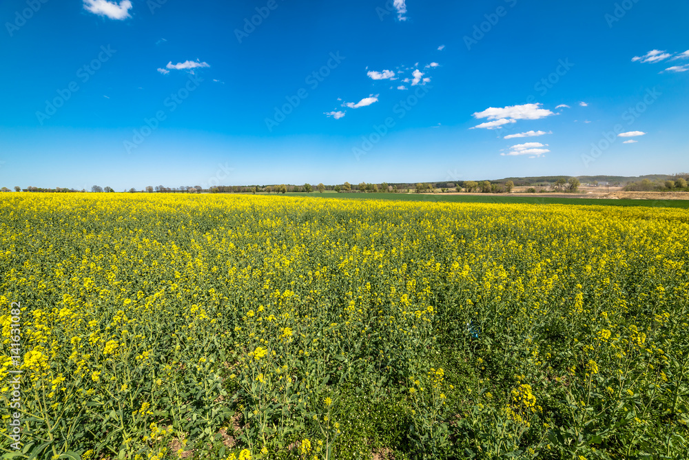 Fototapeta premium Blooming field of colza, blue sky on the horizon