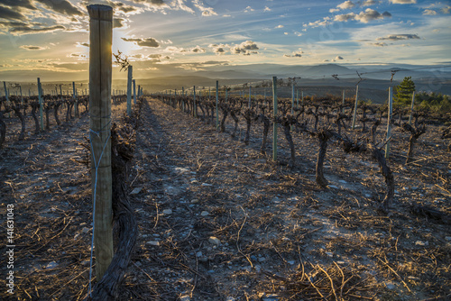 фотографія vignoble au mois de Mars