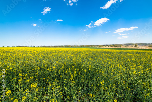 Blooming canola field landscape  blue sky on the horizon