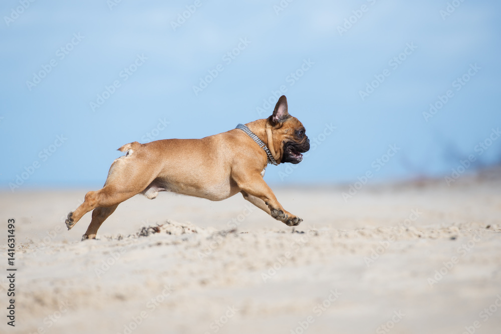 red french bulldog dog running on a beach