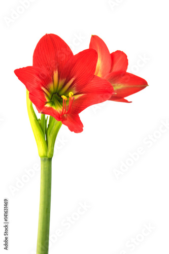 Fototapeta Naklejka Na Ścianę i Meble -  Hippeastrum johnsonii Bury beautiful flowe