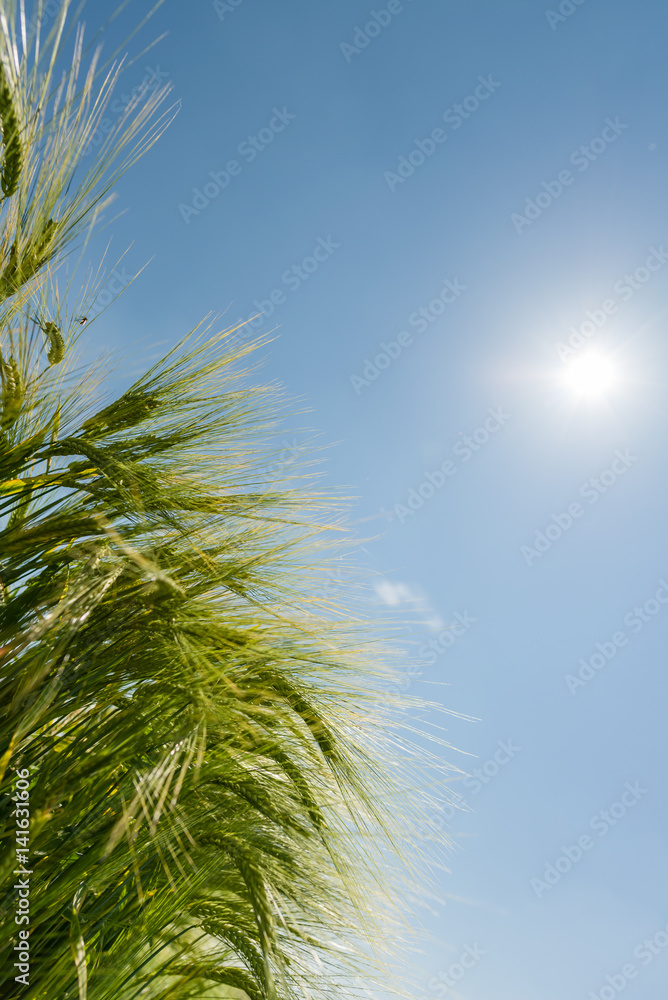 Green cereal and grain plant with the sun shining Green cereal and grain plant with the sun shining