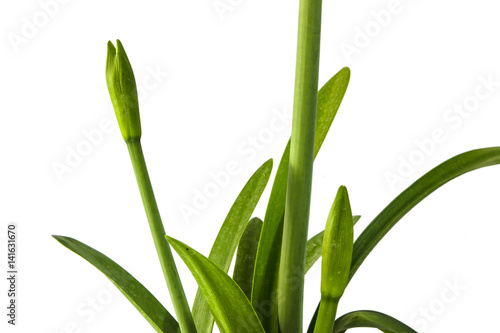 Wallpaper Mural Bud of Hippeastrum johnsonii Bury flowers isolated on white background Torontodigital.ca