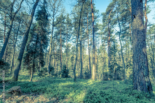 Fototapeta Naklejka Na Ścianę i Meble -  Picture of pine forest, vintage photo taken in Poland in springtime season, landscape