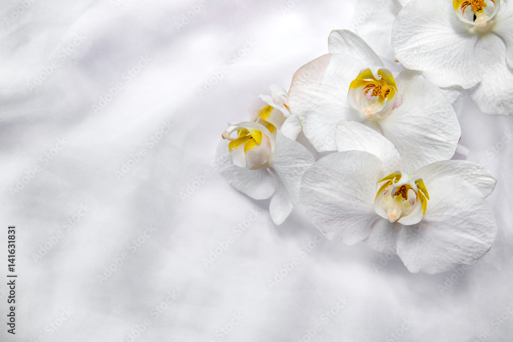 Obraz premium The branch of white orchids on white fabric background 