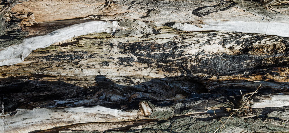 the structure of the tree trunk texture for background the structure of the tree trunk texture for background