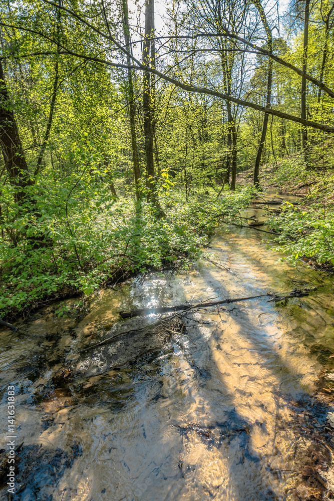 Obraz premium Green forest and river, spring forest landscape