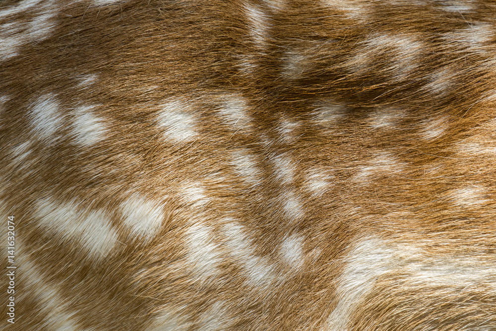 Fototapeta premium Genuine leather skin of chital deer with light and dark brown spots.