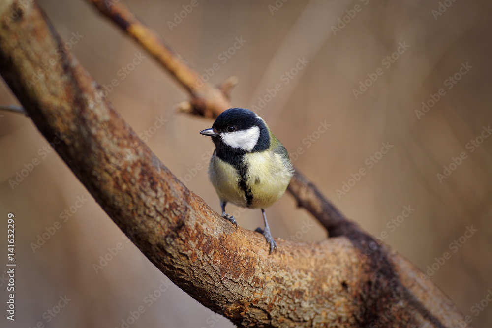 Obraz premium great tit (Parus major)