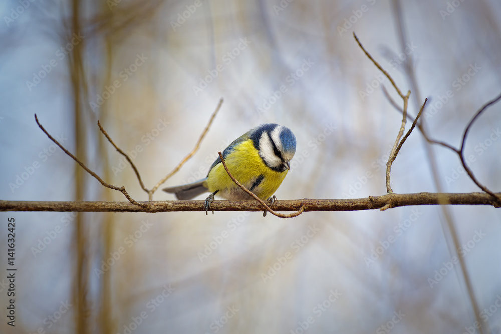blue tit (Cyanistes caeruleus)