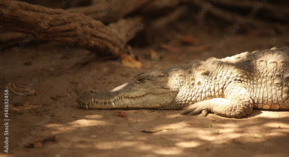 Fototapeta premium crocodile under a tree