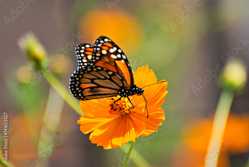 Beautiful butterfly in an orange flower with a colorful background