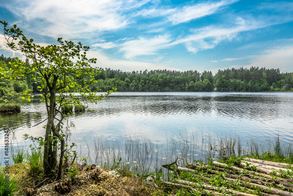 Sunny summer landscape of lake in the forest