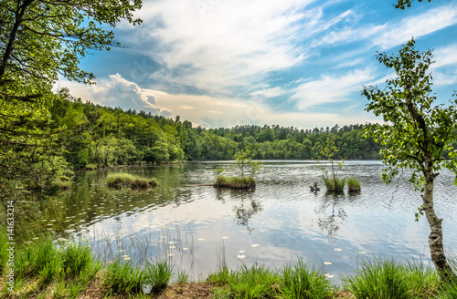 Sunny summer landscape of lake in the forest