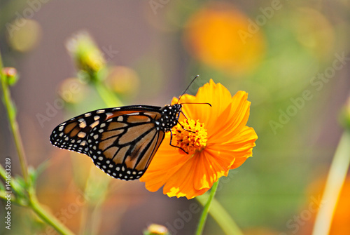 Monarch butterfly on an orange flowers with a colorful background © nikidericks