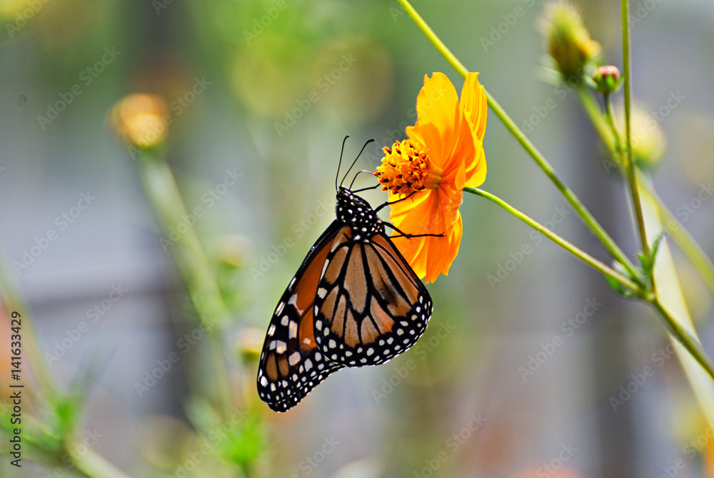Obraz premium Beautiful butterfly in an orange flower with a colorful background