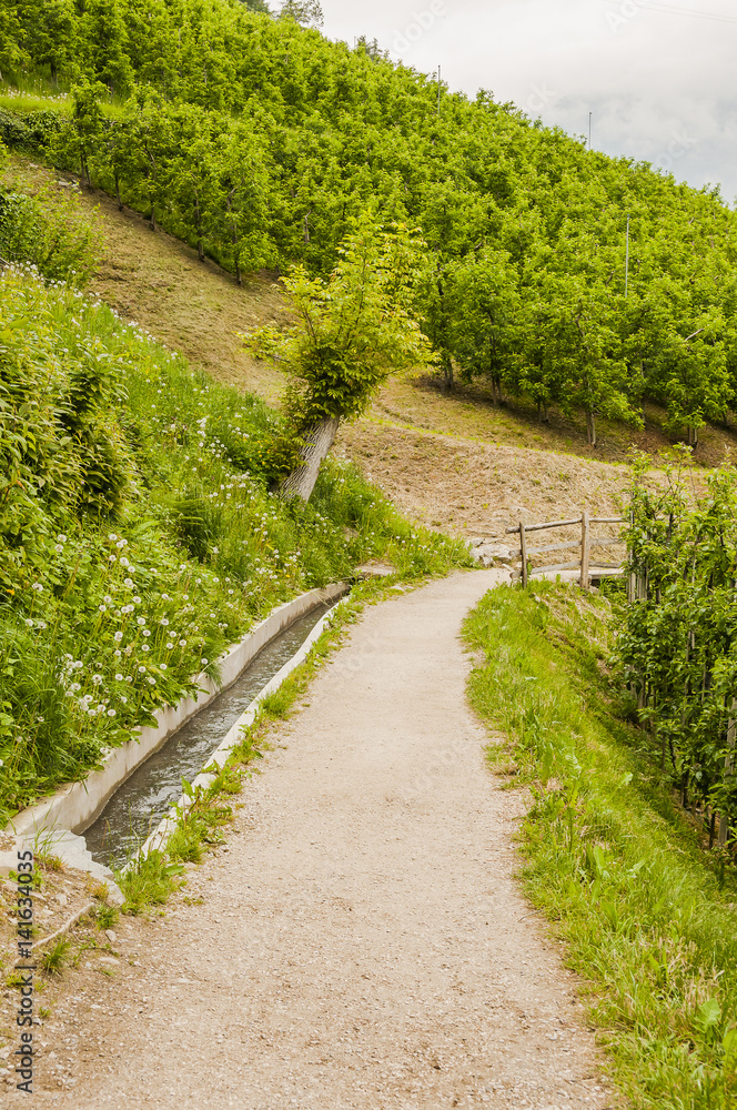 Marling, Waalweg, Algund, Marlinger Waalweg, Dorf, Wanderweg, Spazierweg, Obstbäume, Apfelbaum, Frühling, Vinschgau, Italien Marling, Waalweg, Algund, Marlinger Waalweg, Dorf, Wanderweg, Spazierweg, Obstbäume, Apfelbaum, Frühling, Vinschgau, Italien