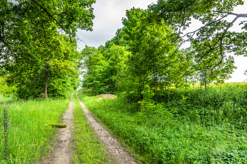 Country road along tree alley in the summer scenery of cobblestone path, rural landscape