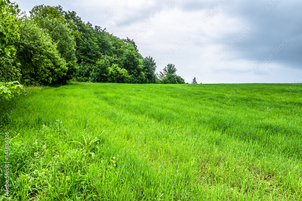 Fototapeta premium Spring meadow with grass, green field, landscape
