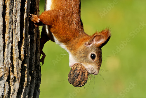 Eichhörnchen mit Walnuss photo