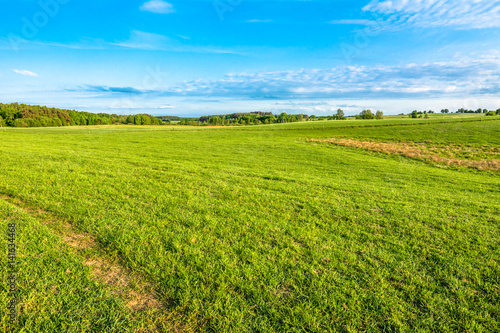 Spring meadow landscape, green grass and blue sky with trees on horizon