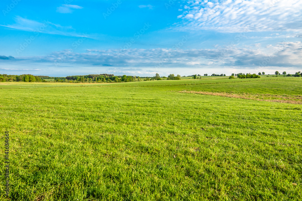 Green field with fresh green grass and blue sky, countryside landscape