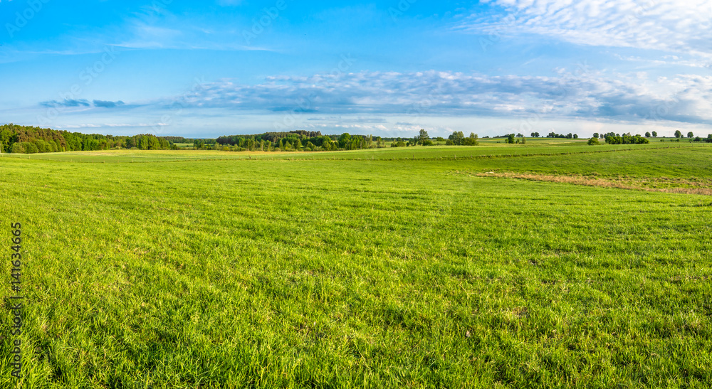 Green field, panorama of meadow with grass in spring.. Green field, panorama of meadow with grass in spring..