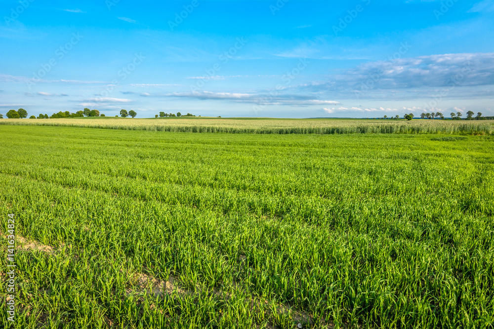 Landscape of cereal field. Green crops in spring and blue sky.