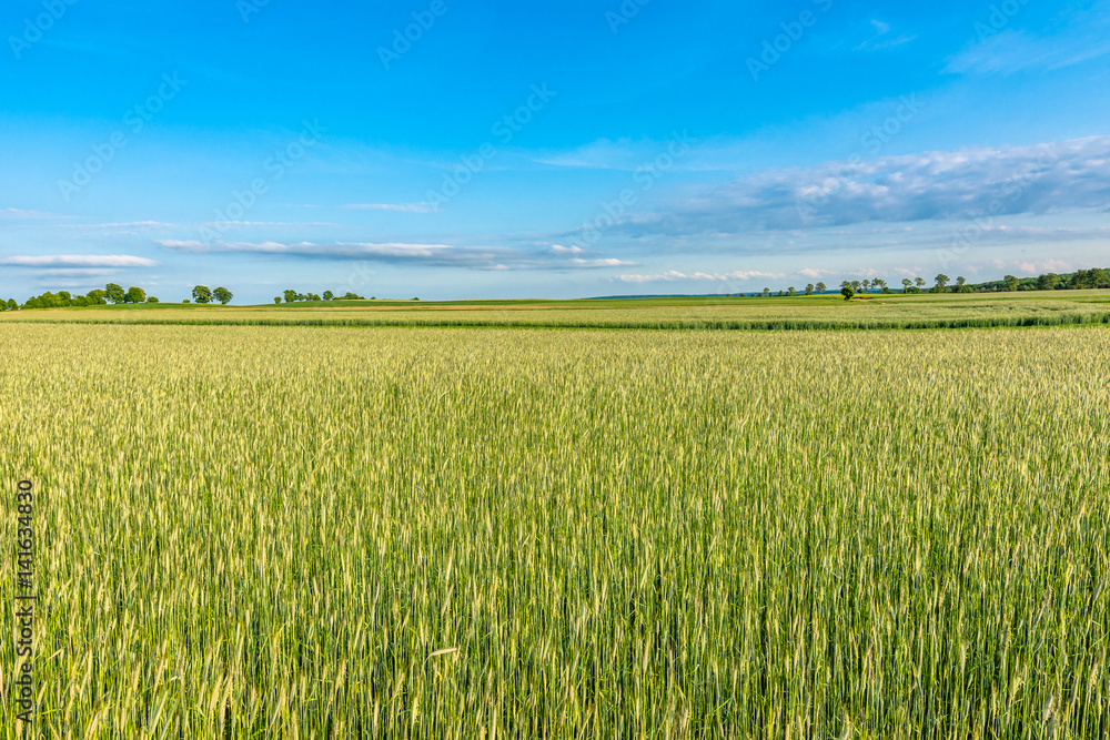 Agricultural field with cereal in spring, countryside landscape of farming in Europe