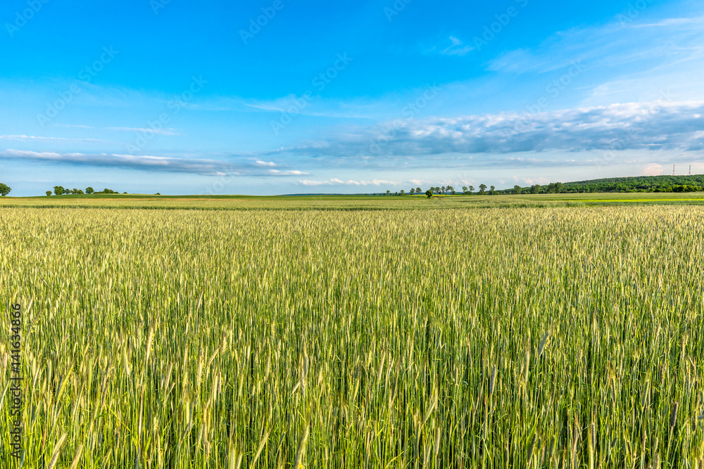 Landscape of field with cereal, countryside scene of farming in Poland