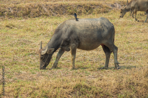 Thai buffalo is grazing in a field.