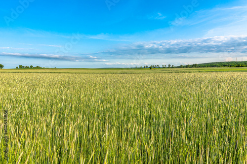 Landscape of field with cereal  countryside scene of farming in Poland